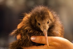 Kiwi de Mantell, Nouvelle-Zélande