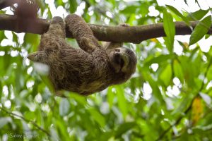 Paresseux à trois doigts, Costa Rica