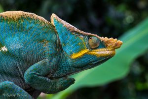 Caméléon Calumma parsonii, Madagascar