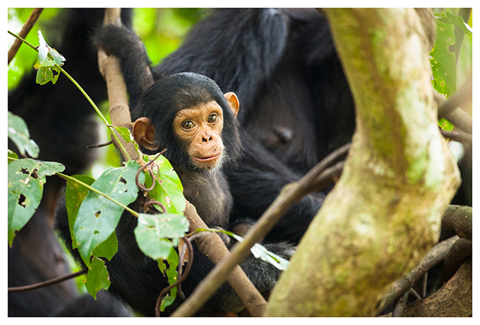 Geniale Nature Bebe Chimpanze