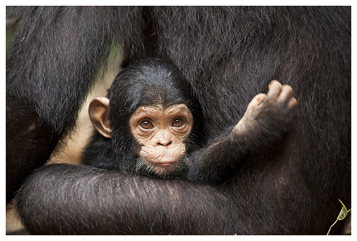 Geniale Nature Bebe Chimpanze